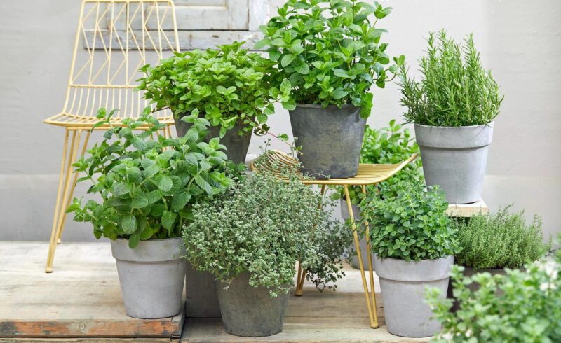 Kräutergärtli herstellen zum Muttertag